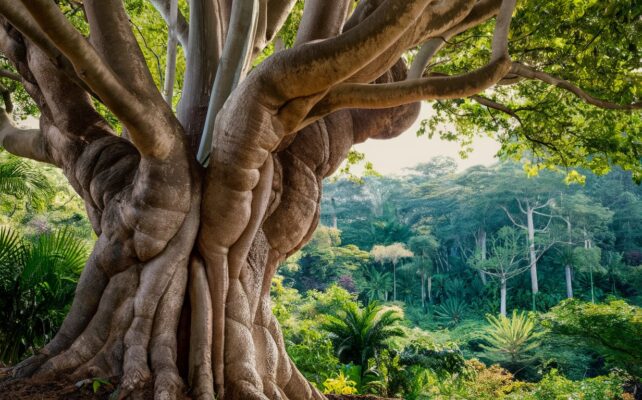 Cây Dó Bầu Là Gì? Tìm Hiểu Về Giá Trị Phong Thuỷ và Kinh Tế Của Loài Cây Quý